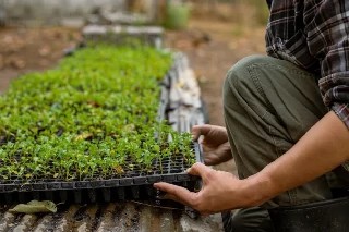 Básico em Produção de Sementes e Mudas